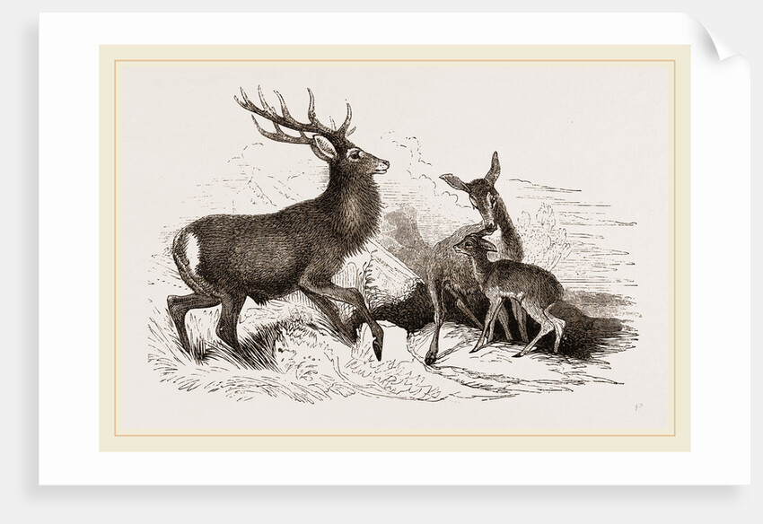 Red Deer by Anonymous