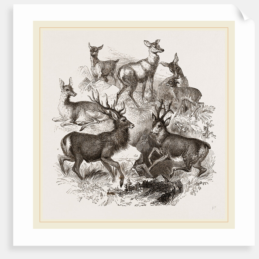 A Stag and the Roebuck by Anonymous