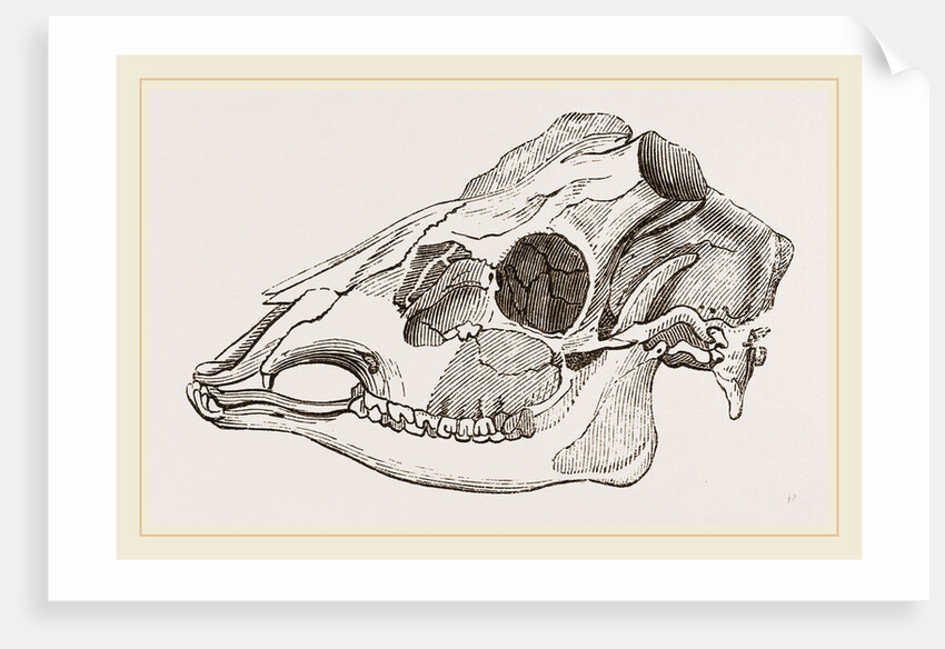 Skull of Sambur Deer by Anonymous