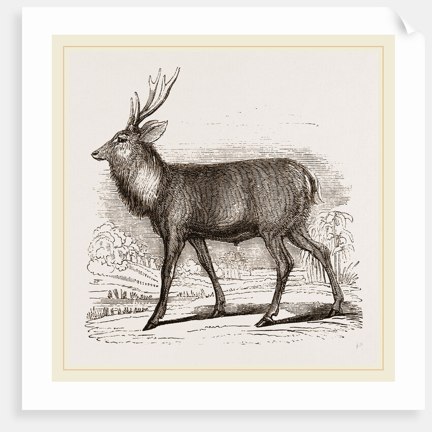 Sambur-Deer by Anonymous