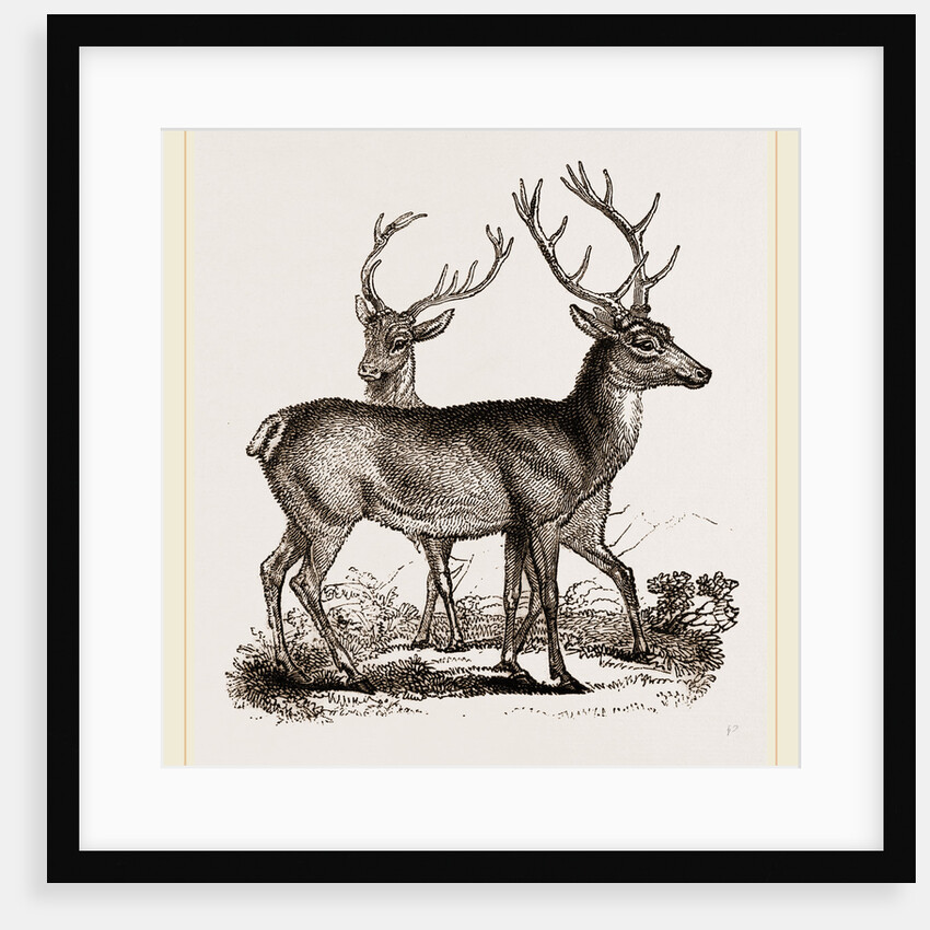 Red Deer by Anonymous
