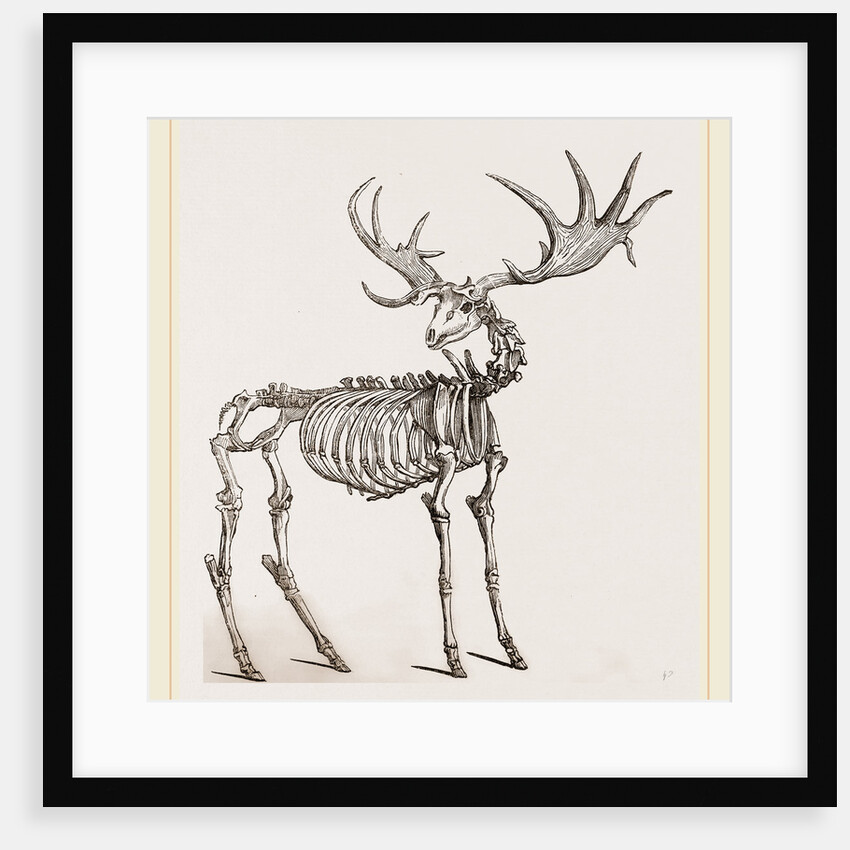 Skeleton of Fossil Elk by Anonymous