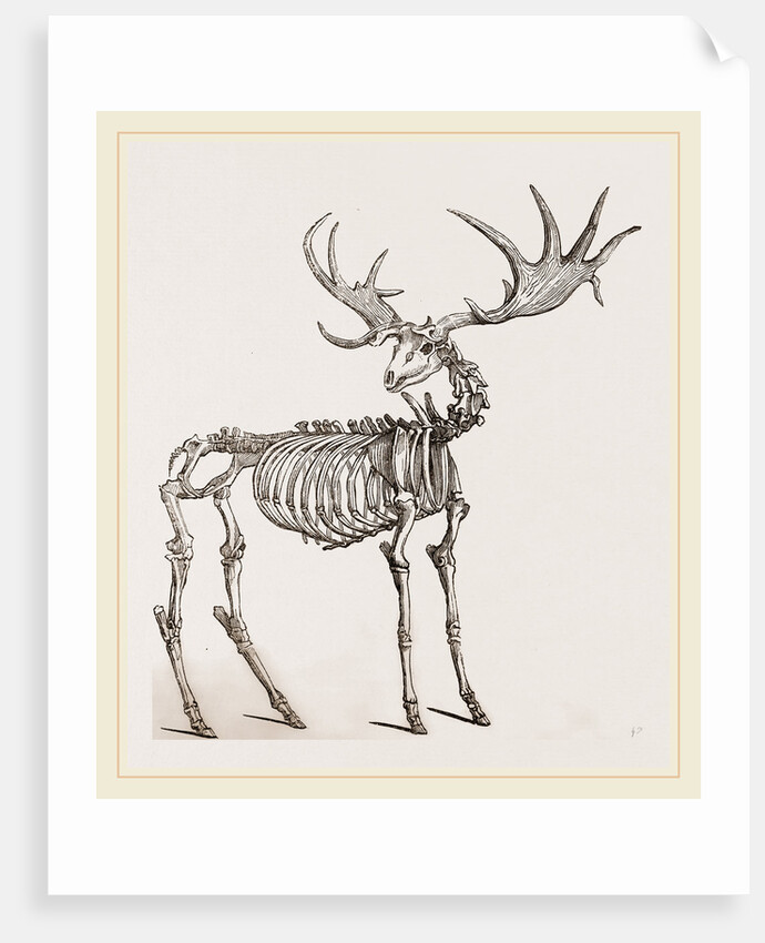 Skeleton of Fossil Elk by Anonymous