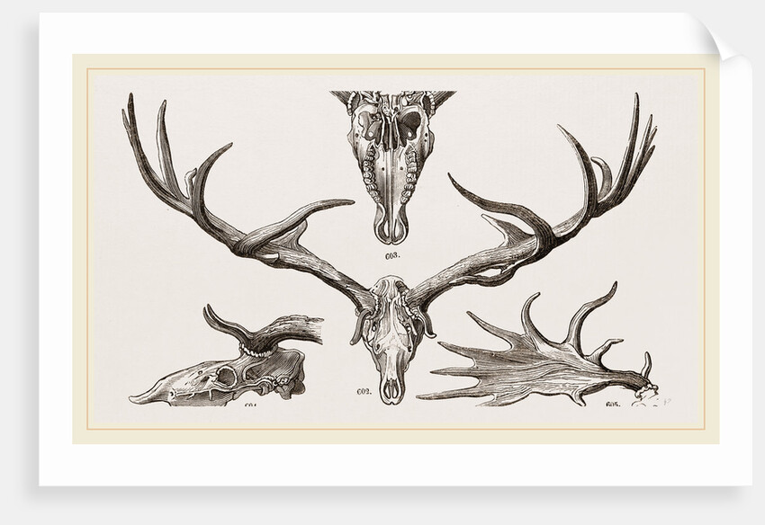 Fossil Elk by Anonymous