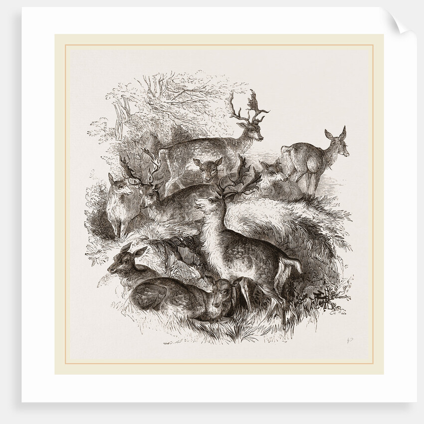 Fallow Deer by Anonymous
