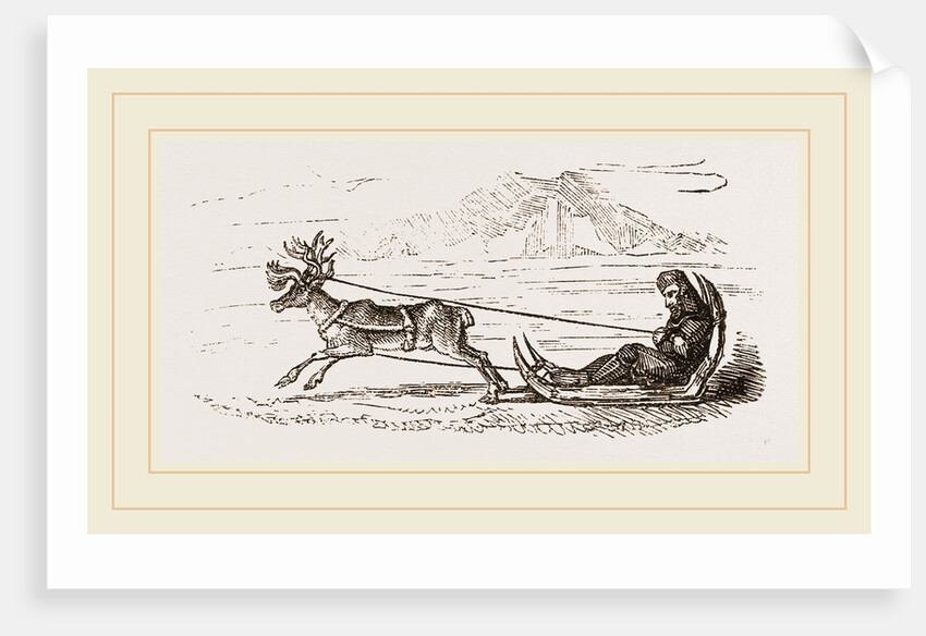 Rein-Deer harnessed to a Sledge by Anonymous
