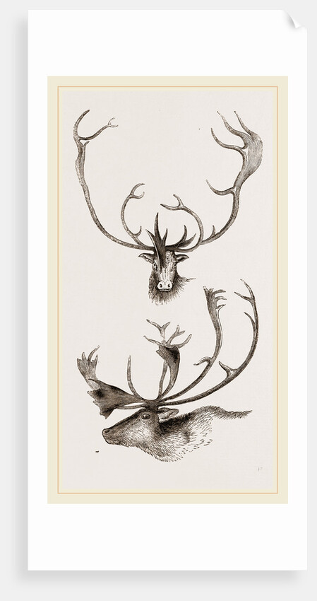Horns of Carabous by Anonymous