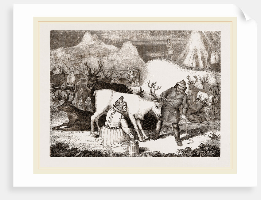 MilAing the Rein-Deer by Anonymous