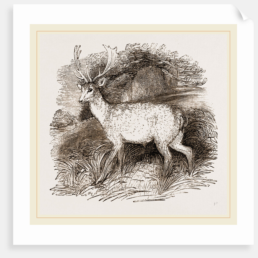 Fallow-Deer by Anonymous
