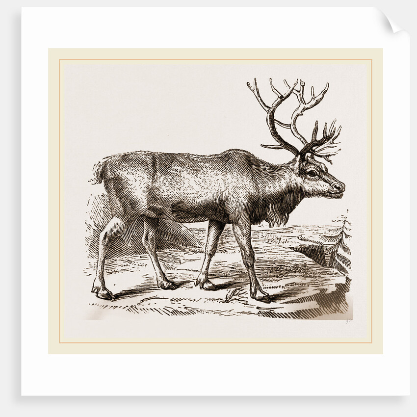 Rein Deer by Anonymous