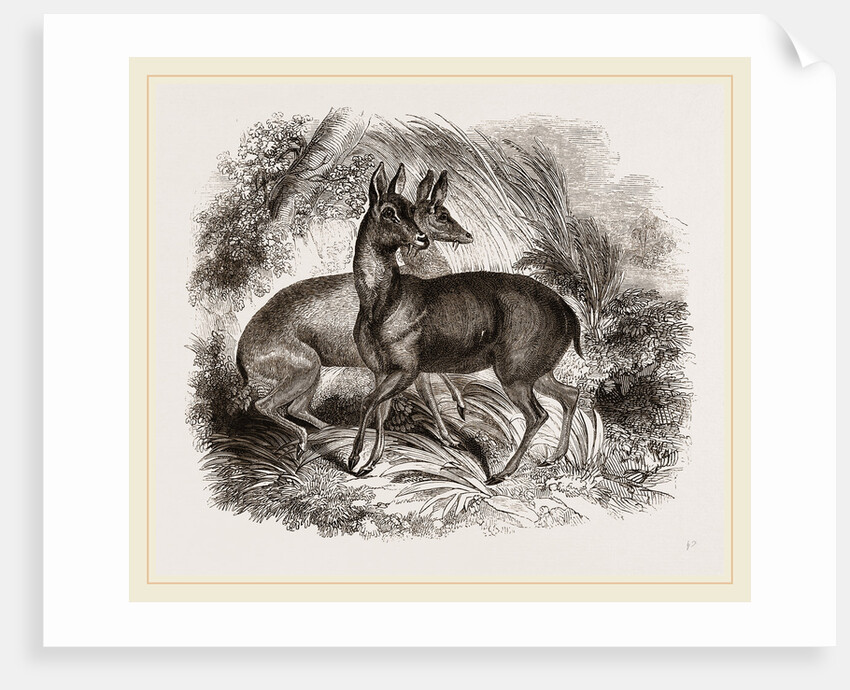 Musk-Deer by Anonymous