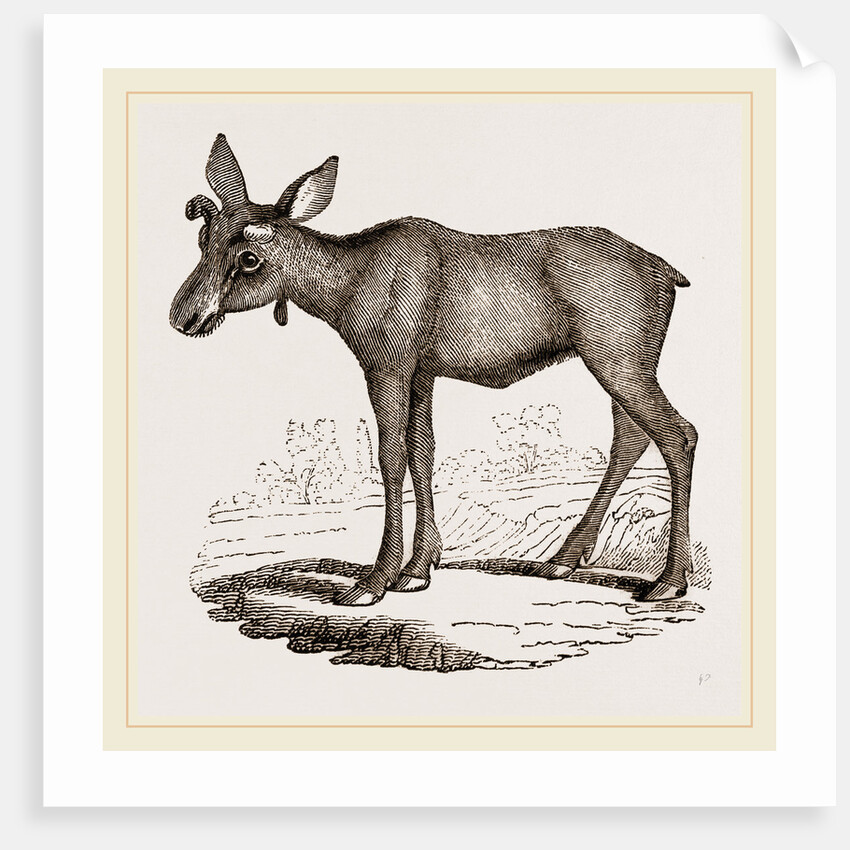 Moose-Deer by Anonymous