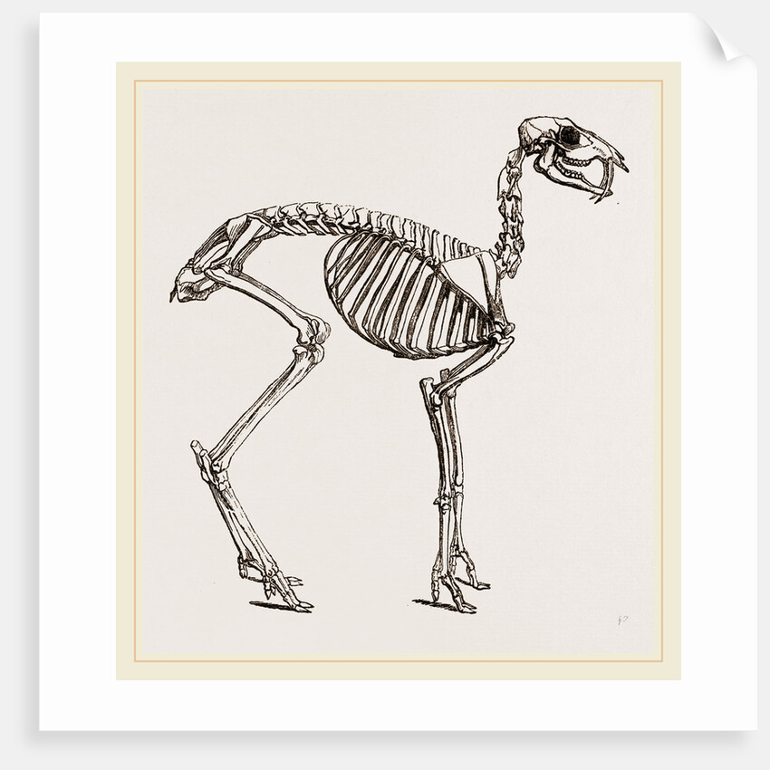 Skeleton of Musk-Deer by Anonymous