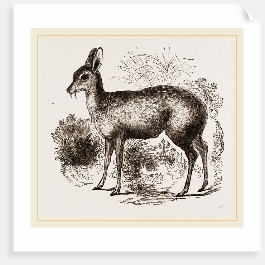 Musk-Deer by Anonymous