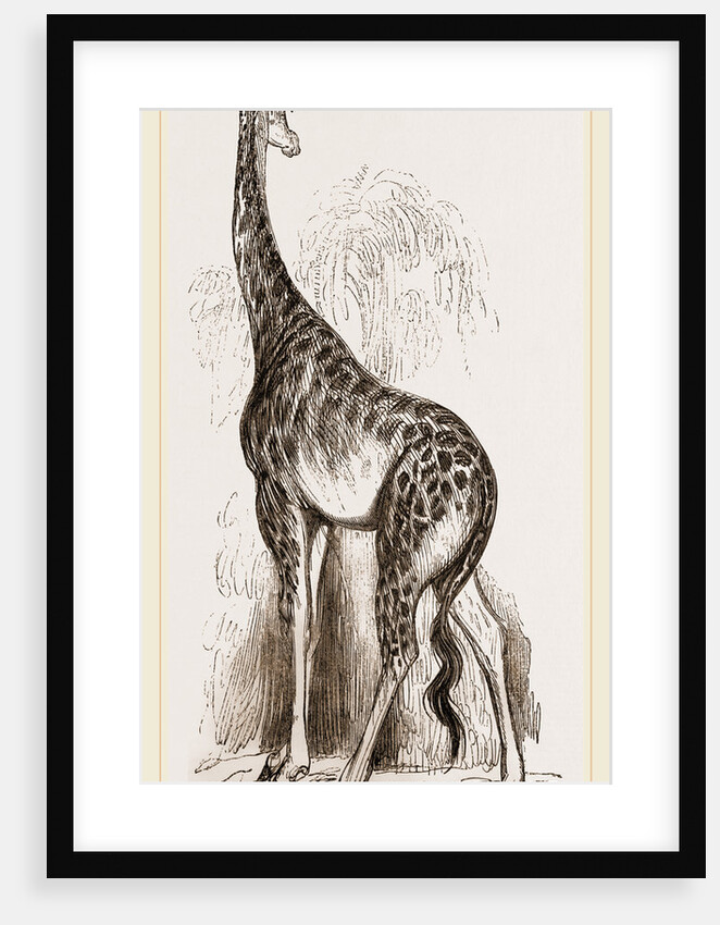 Giraffe by Anonymous