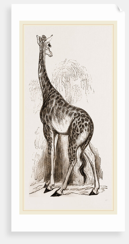 Giraffe by Anonymous