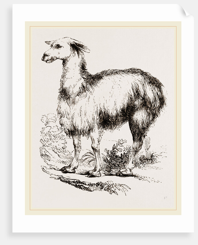 Tame Llama white by Anonymous