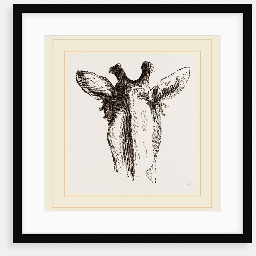 Back view of Giraffe's Head by Anonymous