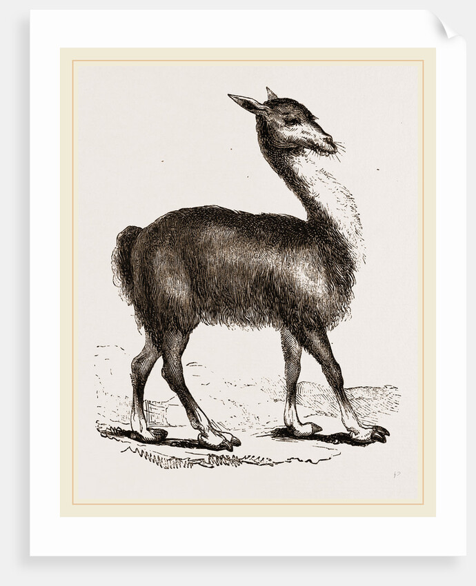 Guanaco by Anonymous
