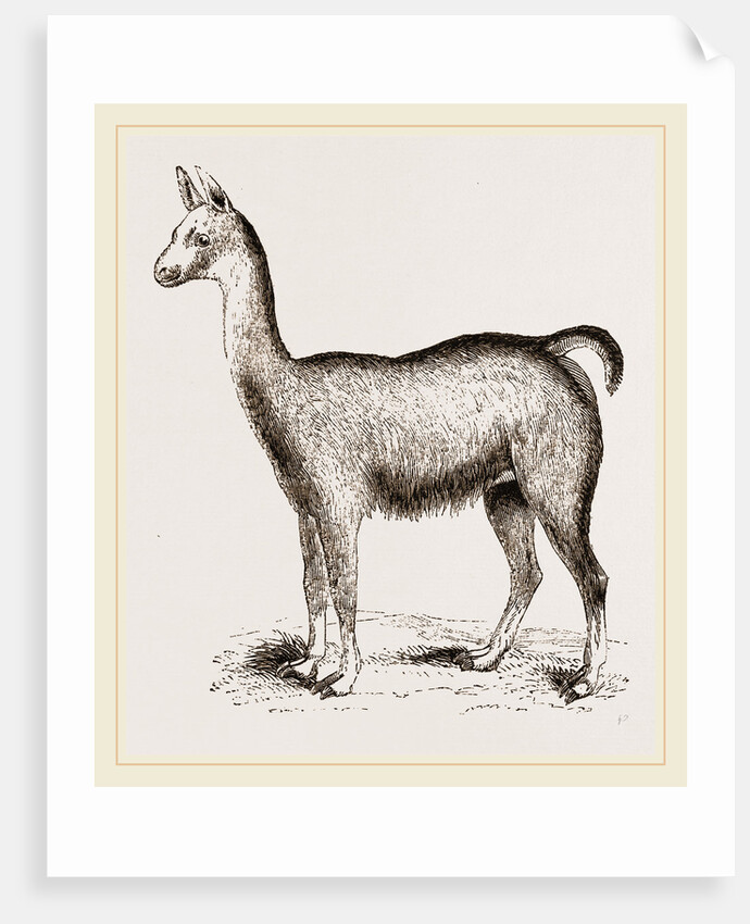 Ma1e Brown Wild Lliana or Guanaco by Anonymous