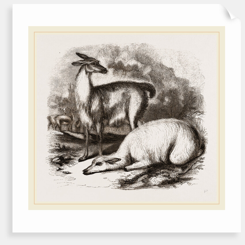 Guanaco and Tame White Llama by Anonymous