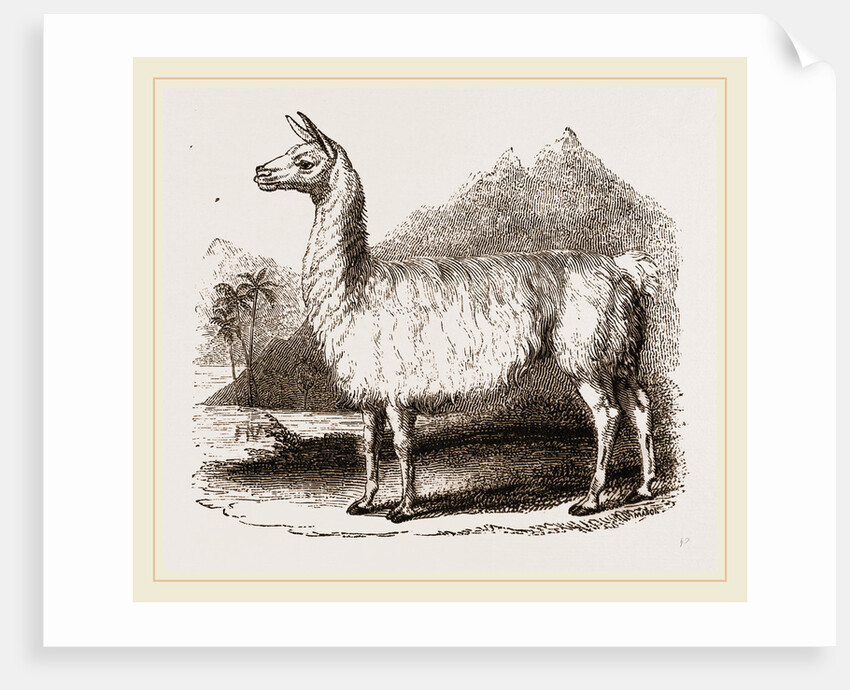 White Llama by Anonymous