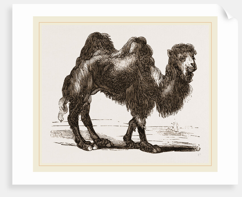 Bactrian Camel by Anonymous