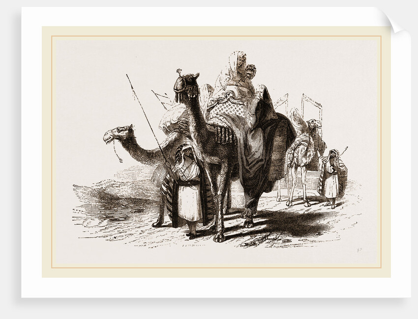 Nlounted Camels by Anonymous