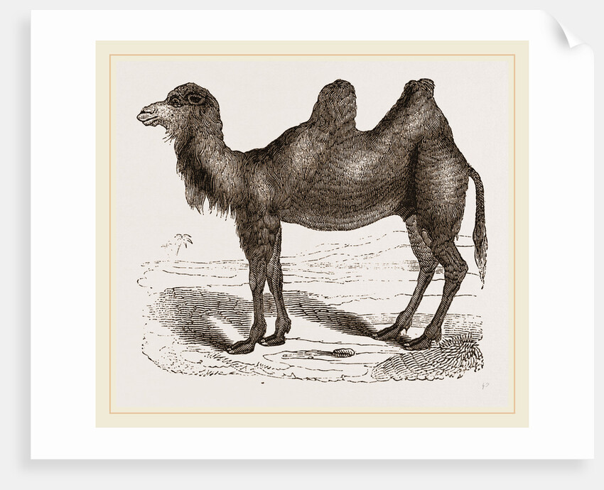 Bactrian Camel by Anonymous
