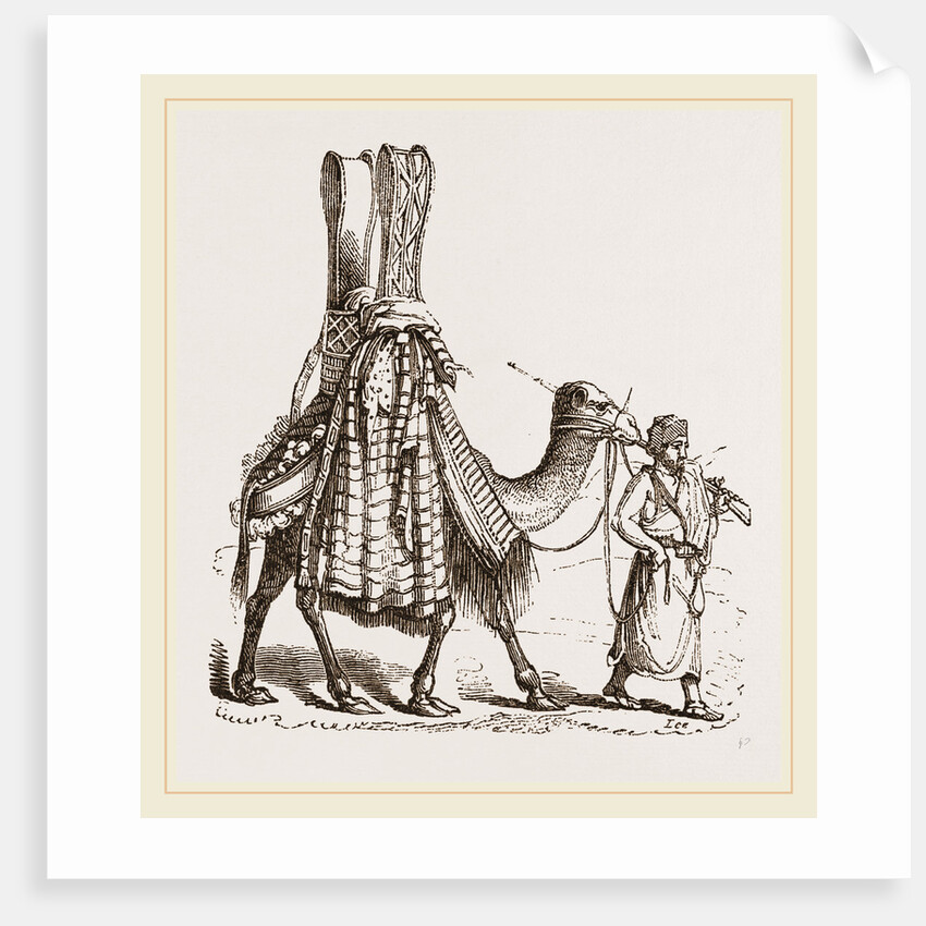 Camel carrying a Bride by Anonymous