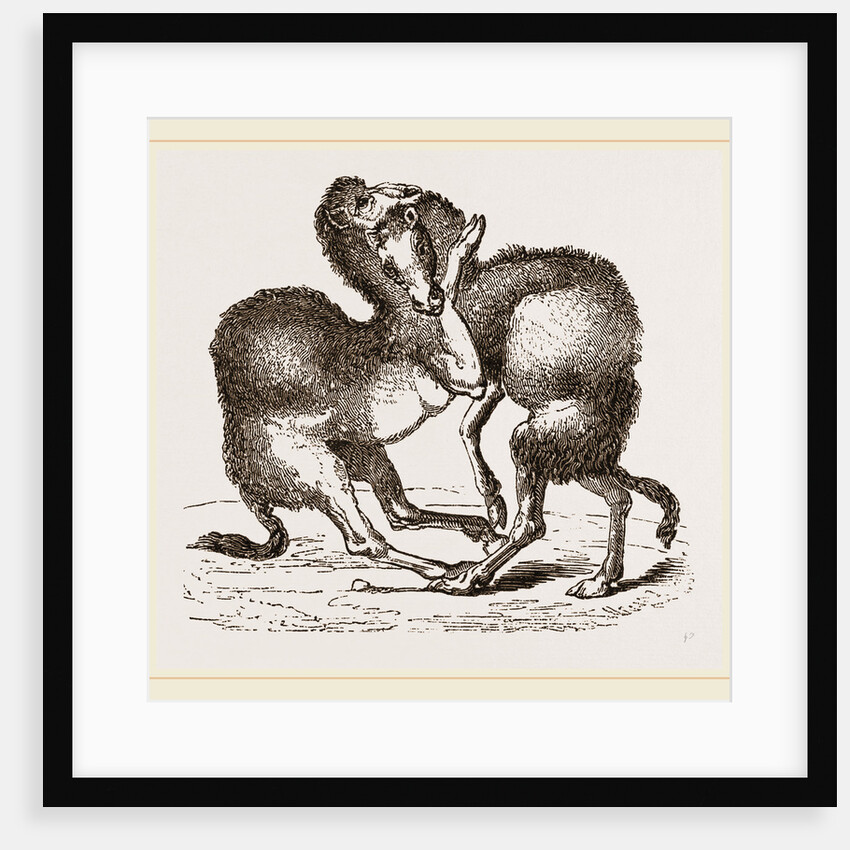 Camels fighting by Anonymous