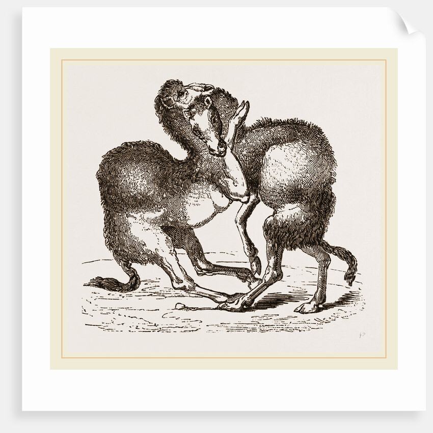 Camels fighting by Anonymous