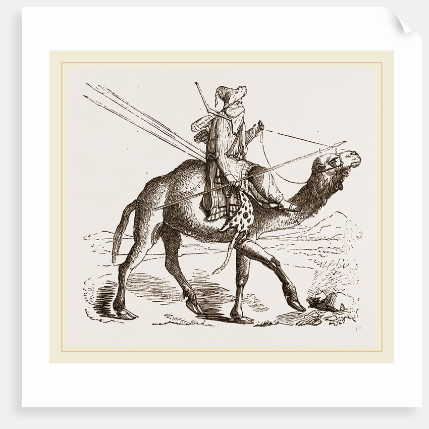 Swift Camel mounted by Anonymous