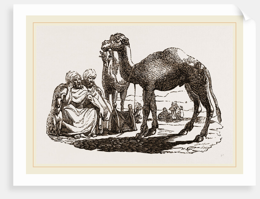 Halt of Camels by Anonymous