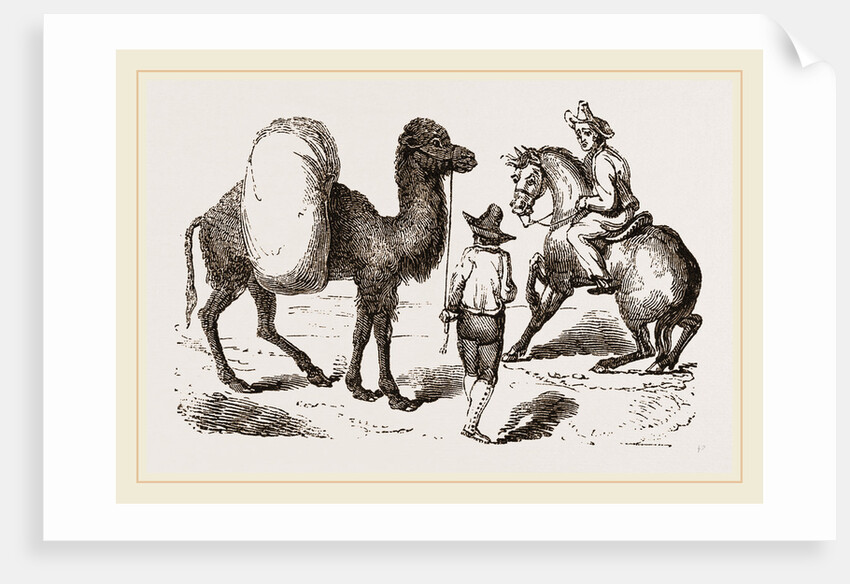 Camel and Horse by Anonymous