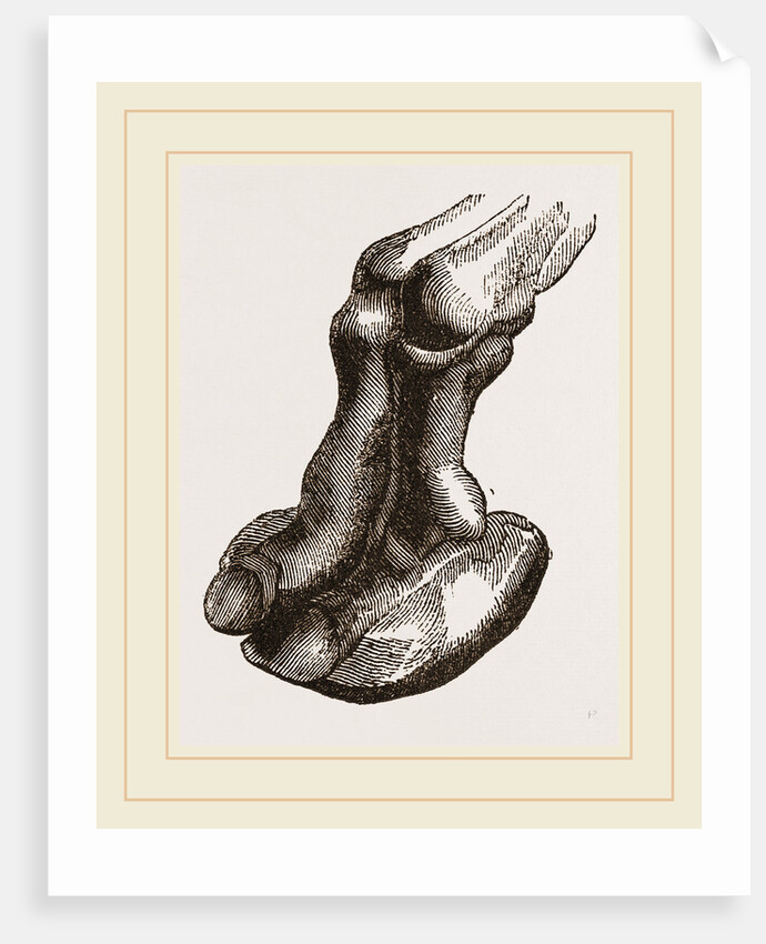 Camel foot by Anonymous