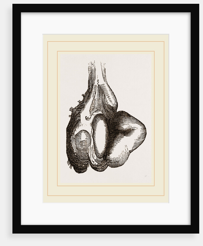 Camel foot by Anonymous