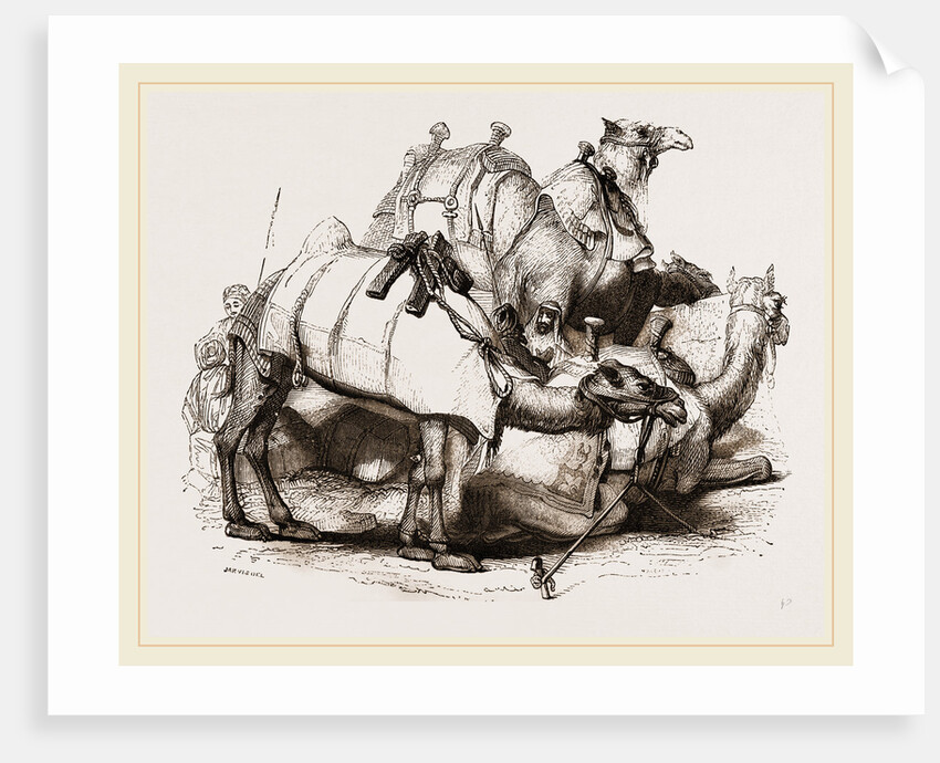 Camels tethered by Anonymous