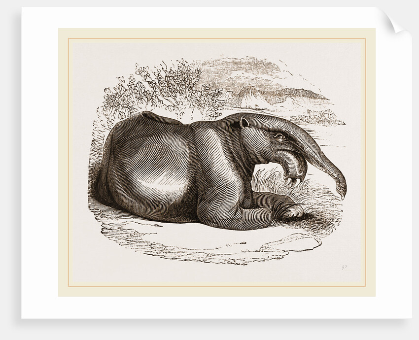 Dinotherium by Anonymous