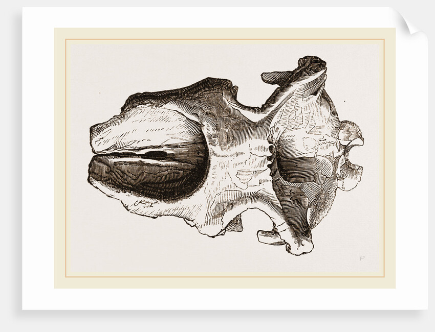 Skull of Dinotherium by Anonymous