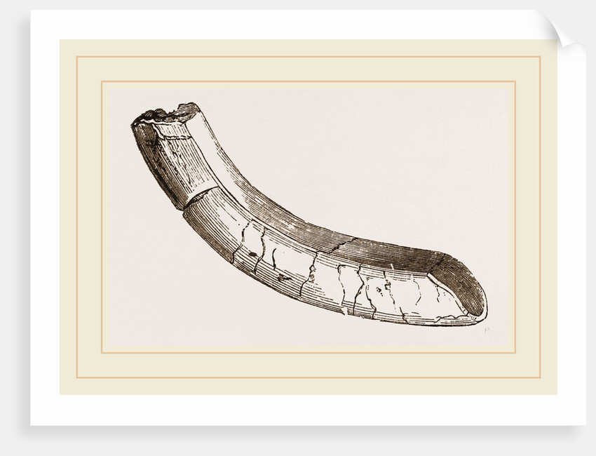 incisor of lower-jaw Toxodon by Anonymous