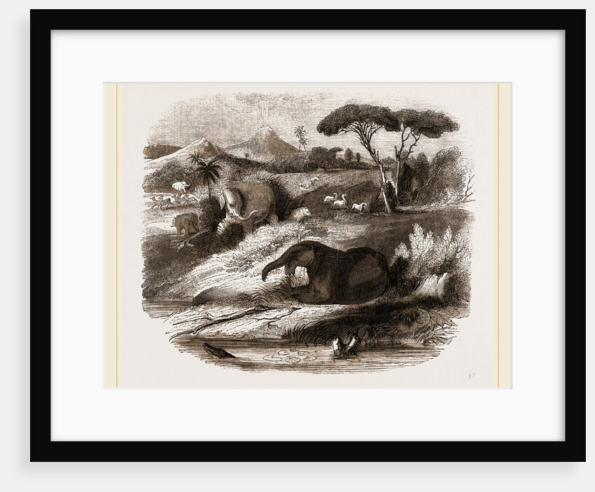 Dinotherium by Anonymous