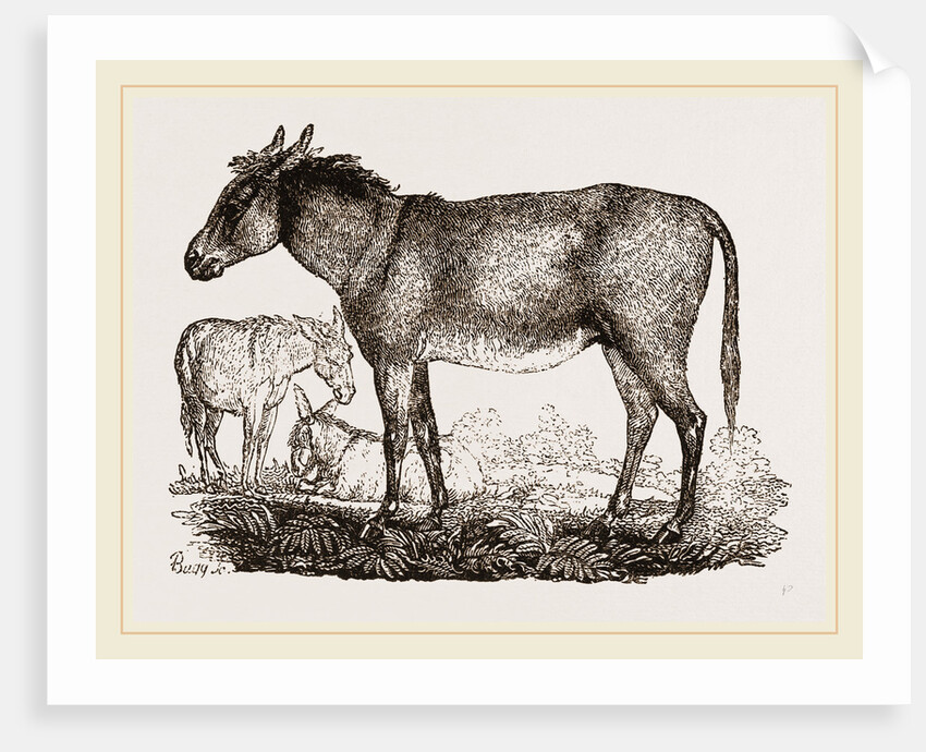 Ass by Anonymous