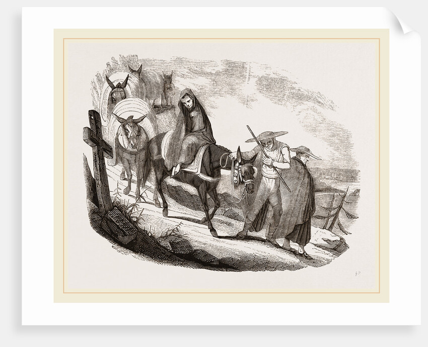 Mules by Anonymous