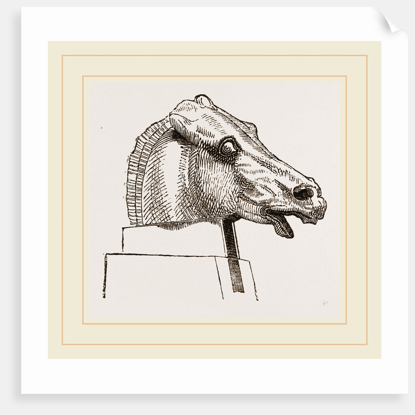Horse's Head by Anonymous