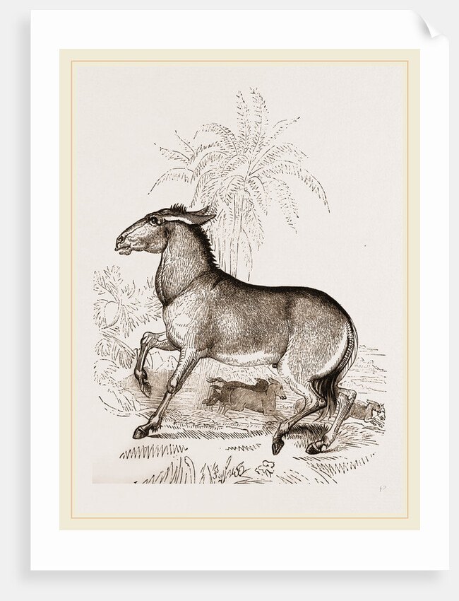 Wild ass by Anonymous