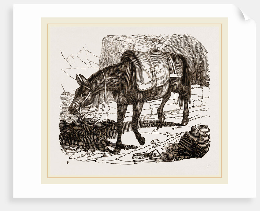 Mule by Anonymous