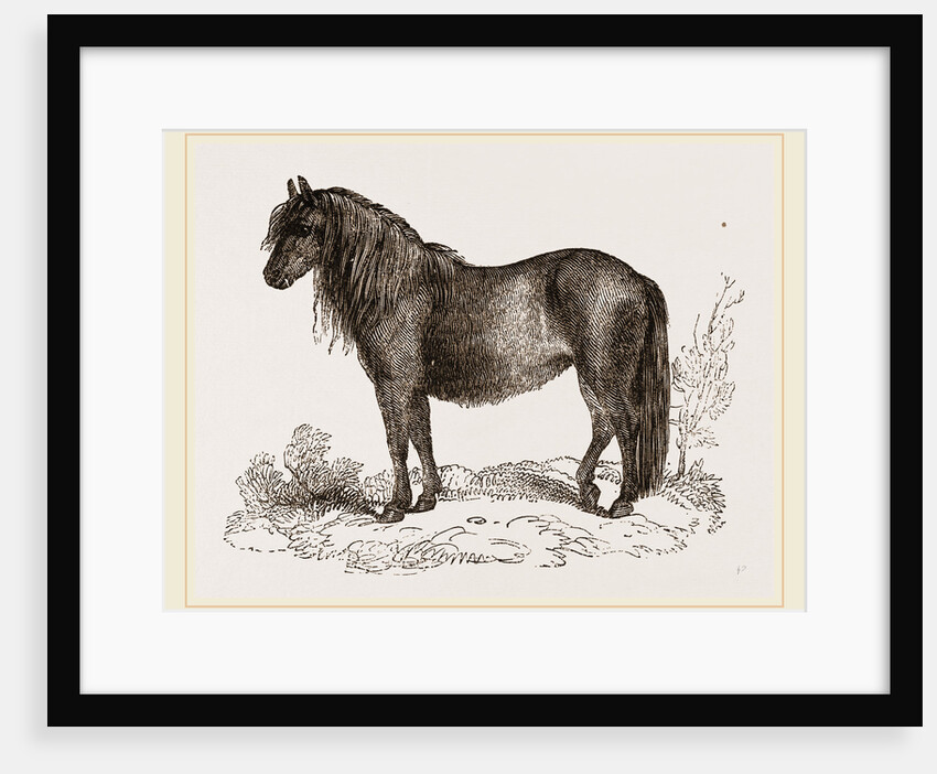 Welsh Pony by Anonymous