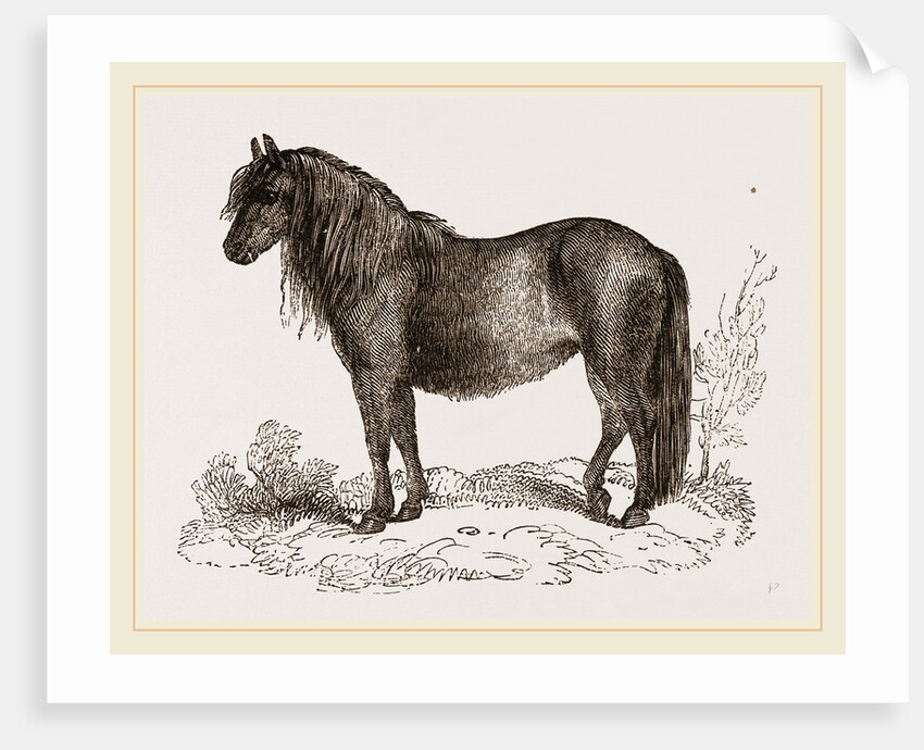 Welsh Pony by Anonymous