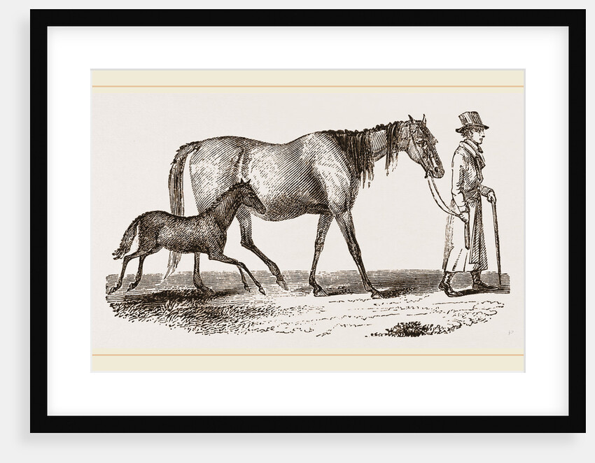 English cart Horse by Anonymous